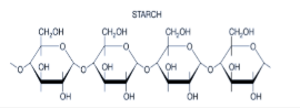 <p>energy storage in plants, found in roots and seeds</p>