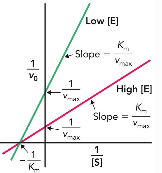 <p>A plot of:</p><p>y-axis: 1/ v<sub>0</sub></p><p>x-axis: 1/ [S]</p><p>Slope: K<sub>m</sub>/v<sub>max</sub></p><p>Y intercept: 1/ v<sub>max</sub></p><p>X intercept: -1/Km</p><p>Increasing the enzyme concentration increases Vmax so 1/Vmax is smaller</p><p>Enzyme concentration does not change Km</p><p>These will cause the Y-intercept to go down and the slope to get smaller (flatter)</p>