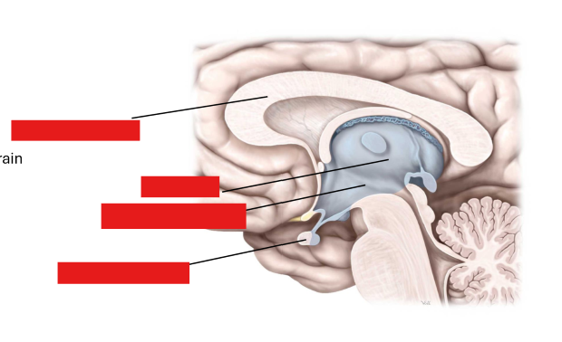 <p>Label this diagram and describe each part of the diencephalon</p>