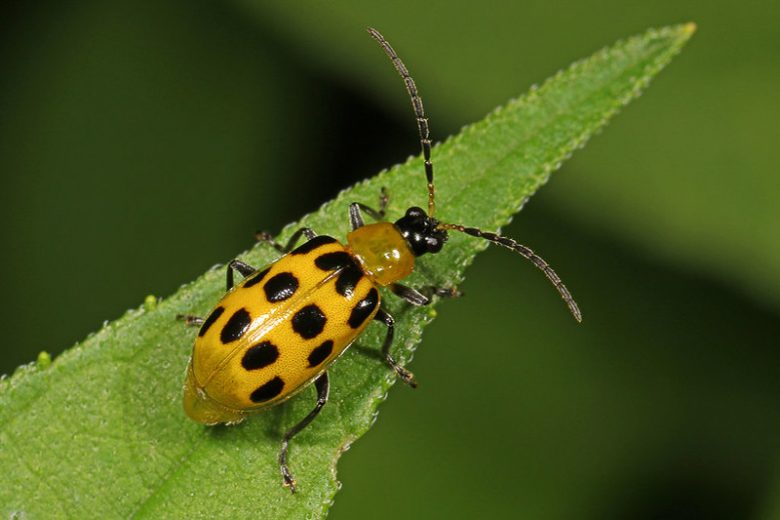 <p>yellow with black spots</p>