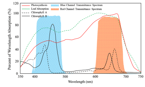 <p>Chl vs leaf absorption spectrum?</p>