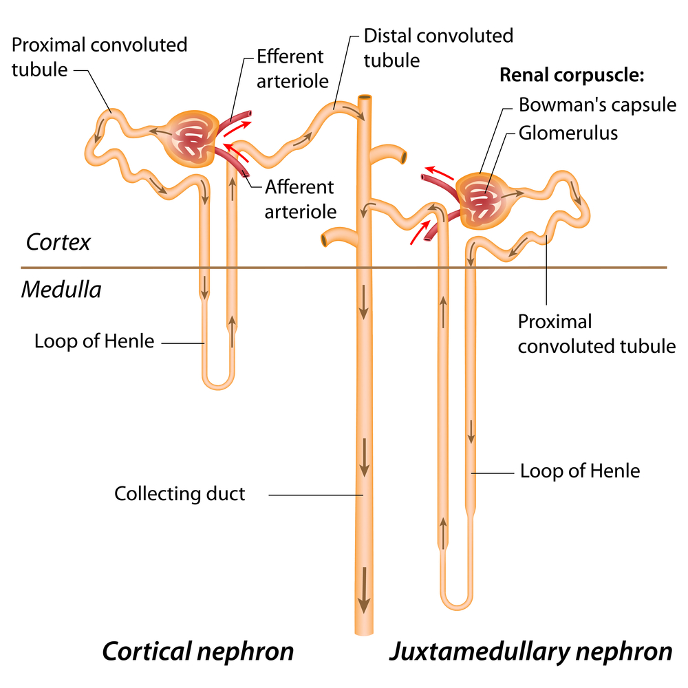 <p>The water regulating portion of the nephron</p>