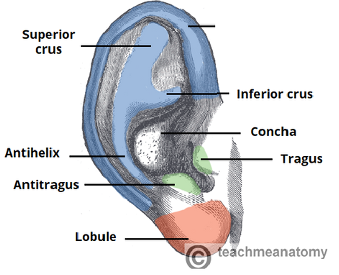 <p>label missing part</p>