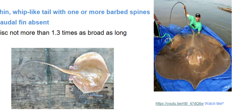 <p>Class & Family? (Thin, whip-like tail with one or more barbed spines, Caudal fin absent, Disc not more than 1.3 times as broad as long)</p>