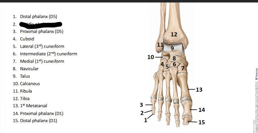 <p>What bone landmark of <strong>Foot?</strong></p>