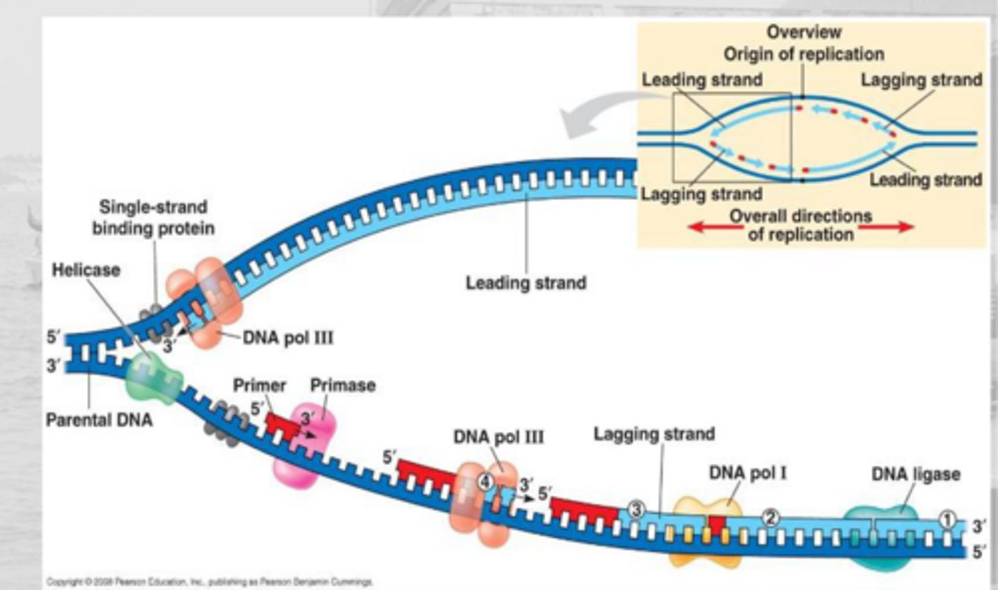 <p>DNA helicase: separates helix into 2 strands</p>