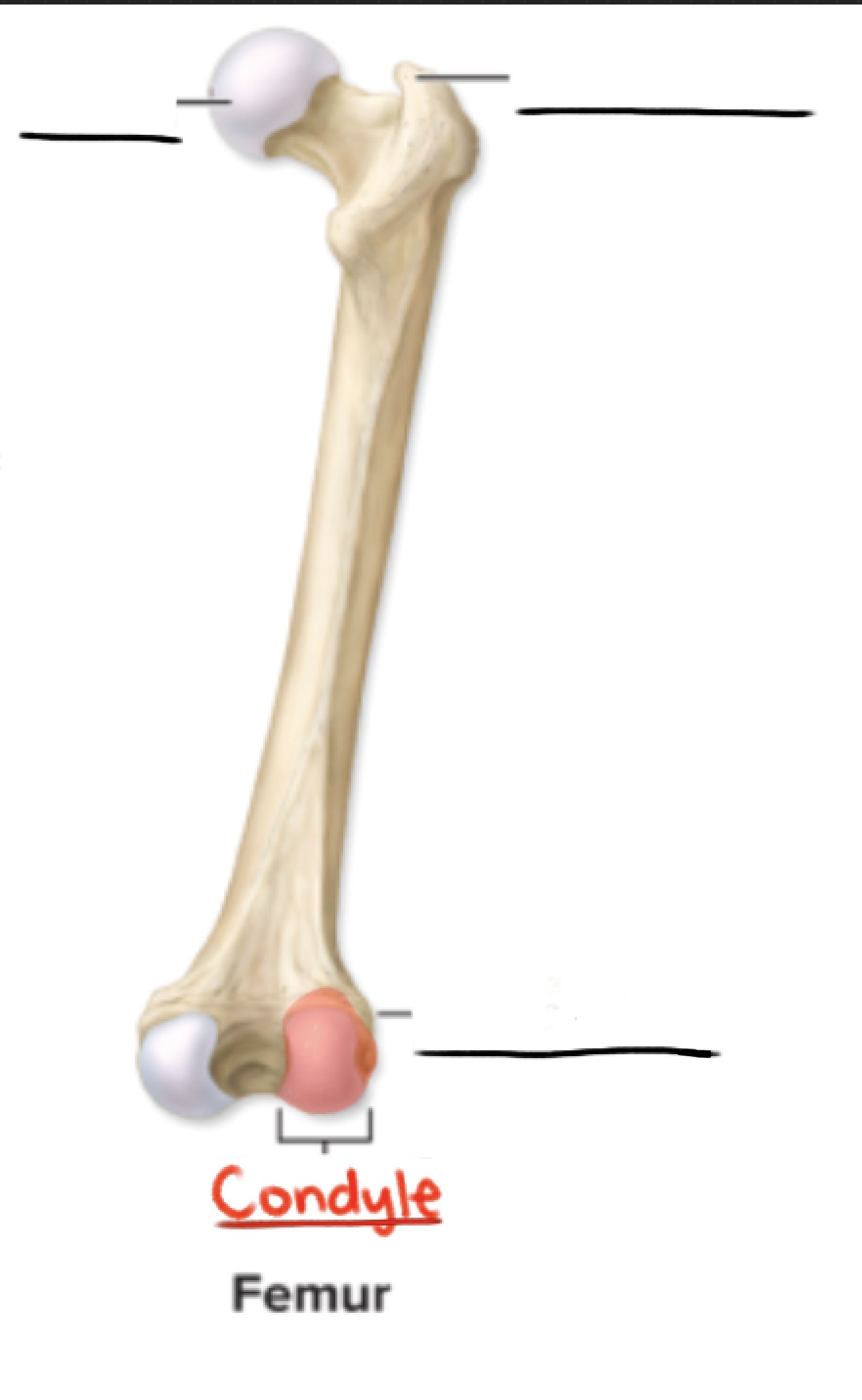 <p><strong>Condyle</strong></p><p>Large, smooth, rounded, oval structure</p><p>(Articulating surface)</p>