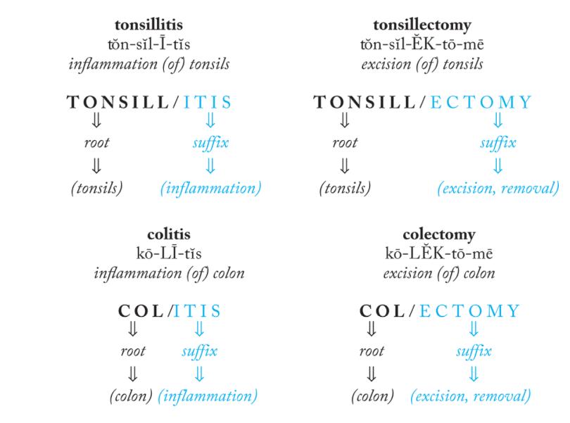 <p>Foundation of a medical term and contains its primary meaning.</p>