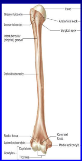 <p>between shoulder and elbow</p>