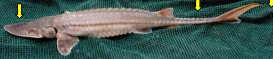 <p>Slender caudal peduncle and a caudal filament coming off tail</p>