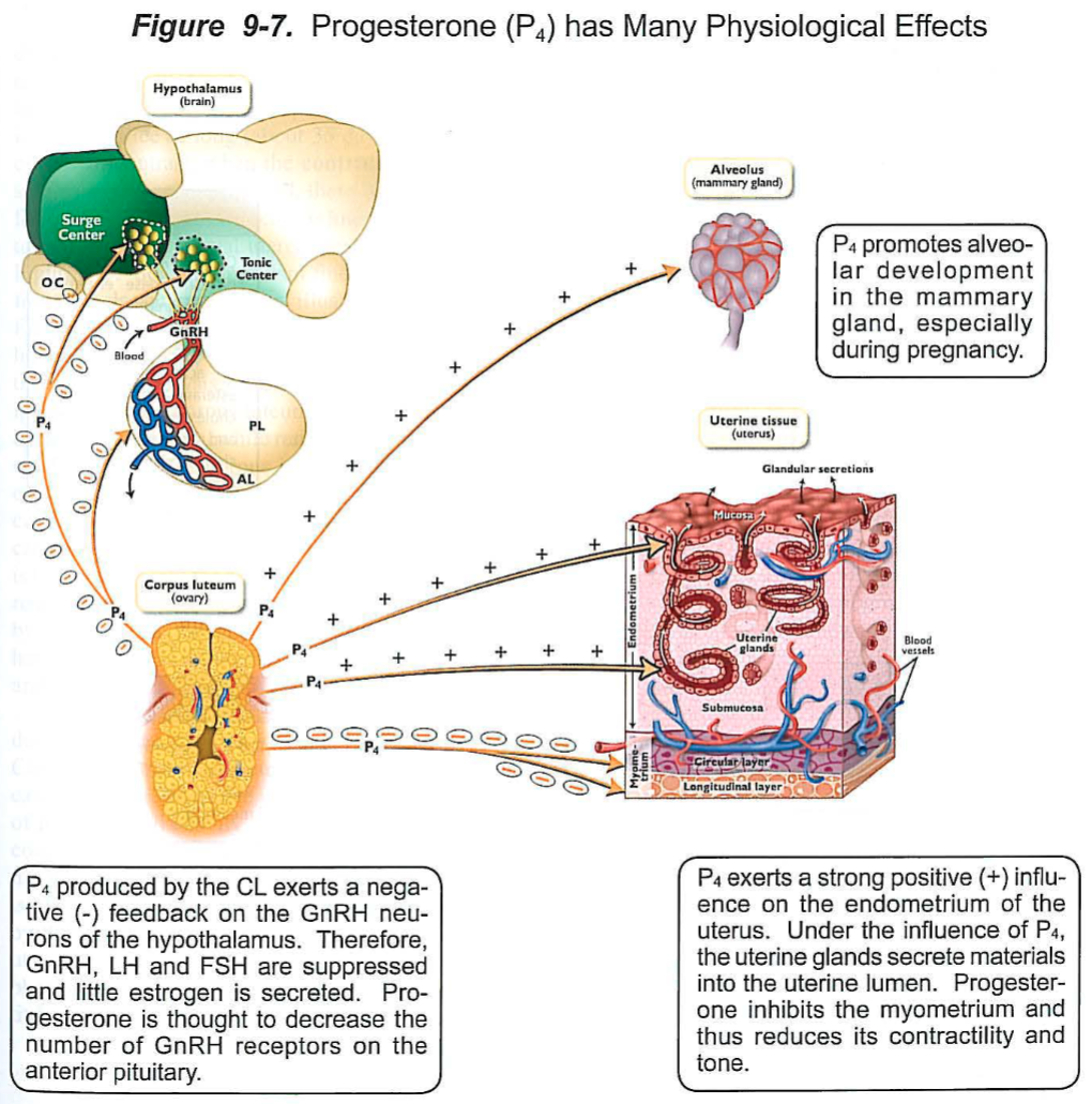 <p>What are the primary target organs for progesterone? </p>