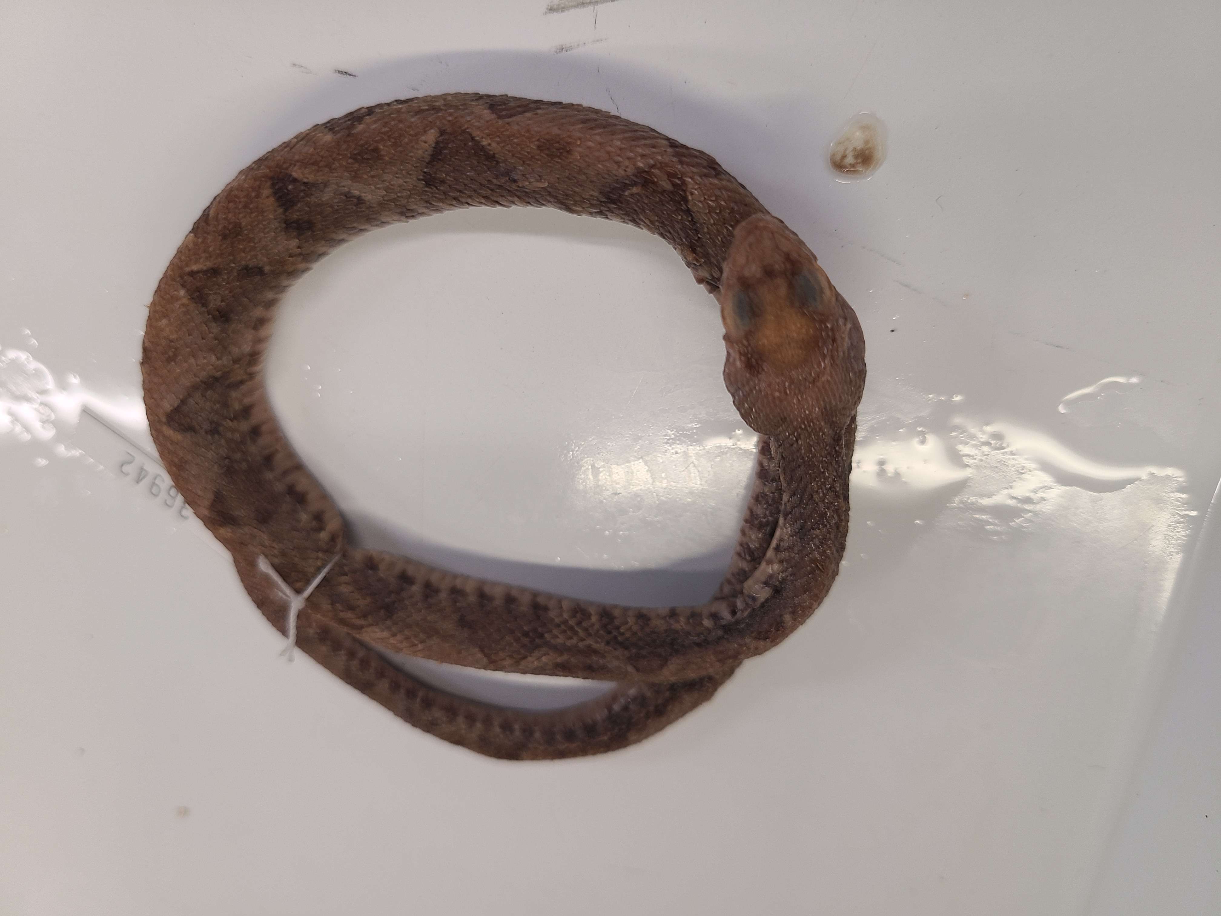 <p>Clade, Family, and Subfamily of Bothrops asper</p>