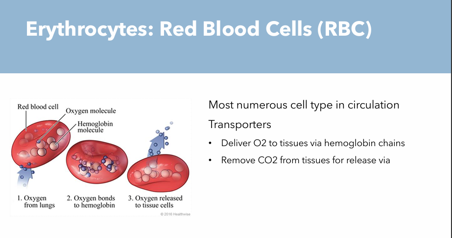 <p>Most numerous cell type in circulation: <strong>Transporters</strong></p><ul><li><p><strong>Deliver O2</strong> to tissues via hemoglobin chains</p></li><li><p><strong>Remove CO2 </strong>from tissues for release via lungs</p></li></ul><p></p>
