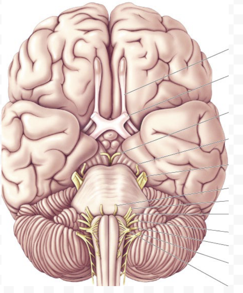 <p>where is oculomotor nerve</p>