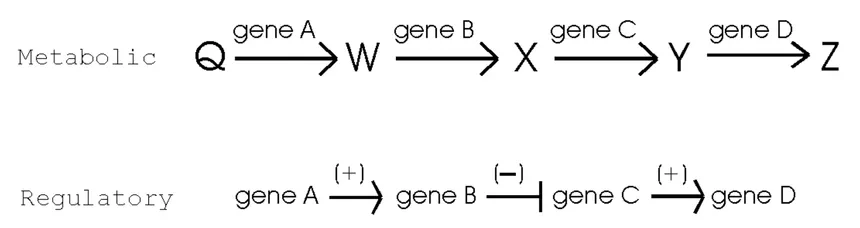 <p>The output of one gene is often needed for the input of the next step. If the last step is not working, the subsequent enzymes on the pathway will not act/work.</p>