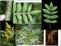 <p>Anacardiaceae - Rhus copallinum</p>