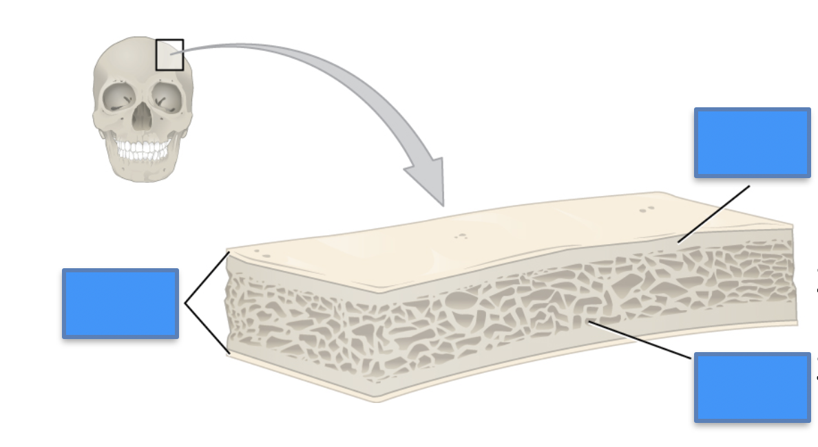 <p>Label this image</p>