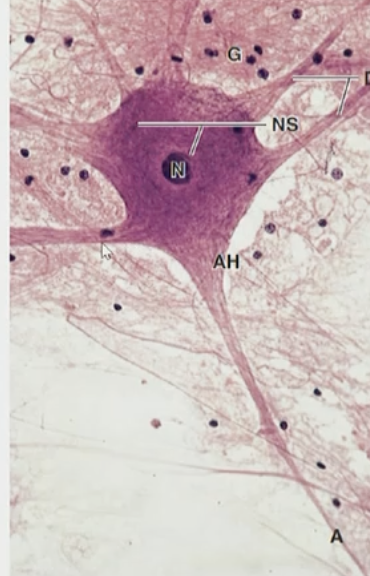 <p>Fundamental units responsible for communication within the nervous system</p><p><strong>Composed of:</strong></p><p>• A cell body (soma); houses nucleus + other organelles NOT INCLUDING dendrites + axons</p><p>• Processes: dendrites (numerous, short, receive signals to soma/toward cell body) and axons (long, transmit signals<strong> away</strong> cell body or soma)</p>