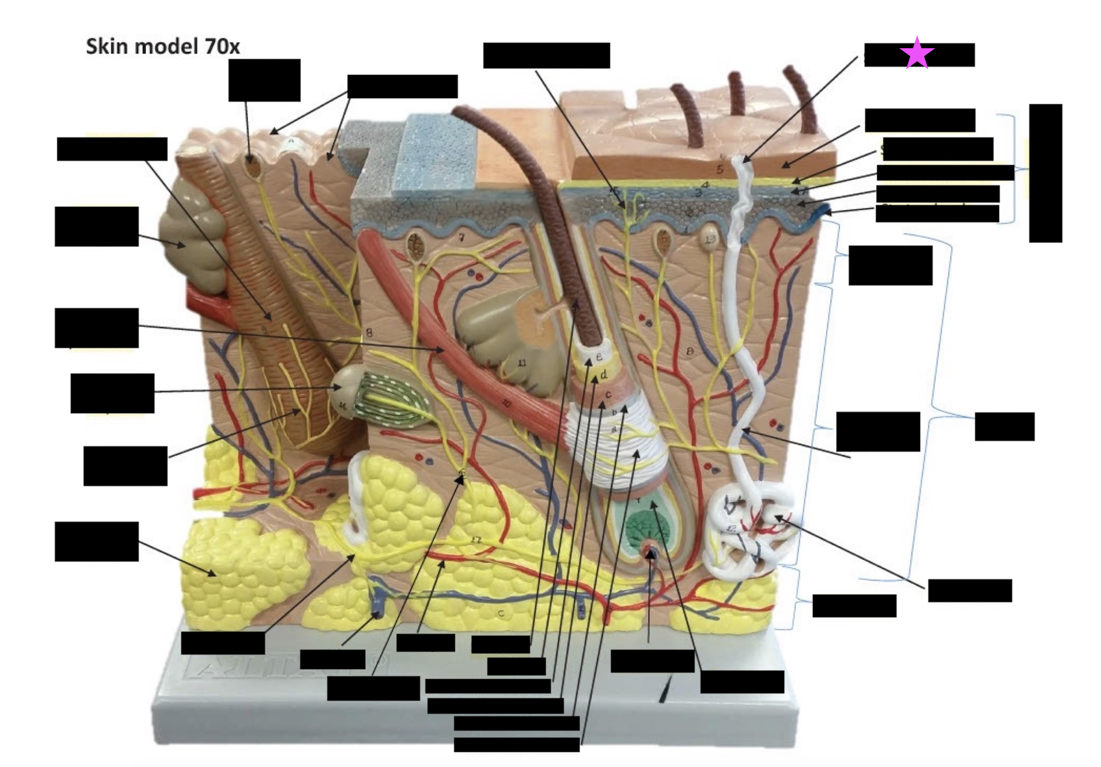 term image