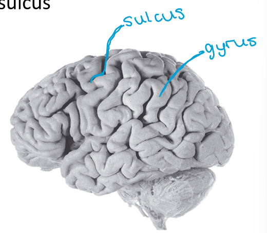 <p>Sulcus</p><p>Gyrus</p>