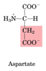 <p>•Non-essential</p><p>•Important for amino acid catabolism as it’s involved in transamination</p><p>•Transaminated to oxaloacetate (Krebs)</p><p>•A “source” of nitrogen in the urea cycle</p>