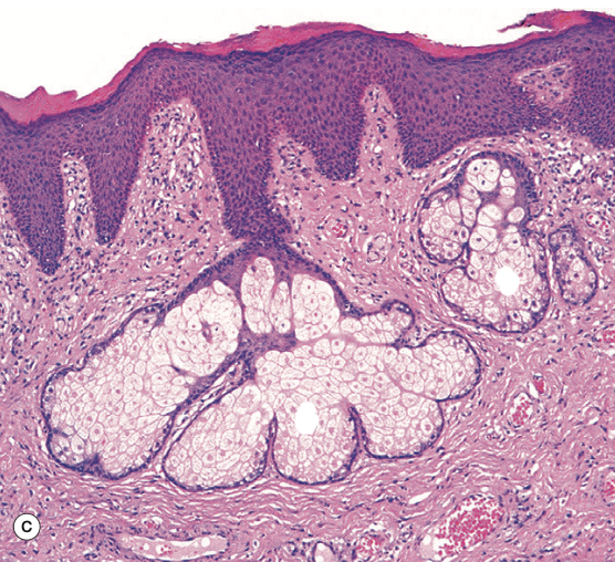 <p>Identify the Structure</p>