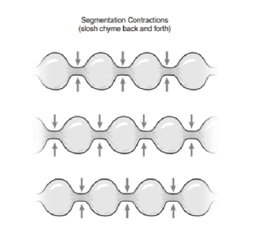 <p>circular muscles </p>