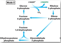 <p>more ______________ is needed, probably for fatty acid synthesis </p><p>recycle intermediates</p>