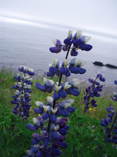 <ul><li><p>Tall spikes of blue-purple flowers</p></li><li><p>Palm-shaped leaves with many leaflets</p></li><li><p>Hairy stems & seed pods</p></li><li><p>Blooms early–mid summer</p></li><li><p>Open meadows & roadsides</p></li><li><p>Common around Homer in summer</p></li></ul><p></p>