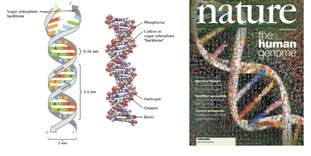 <p>Sugar-phosphate backbone. CARBON IN SUGAR-PHOSPHATE backbone. </p><p>Where Hydrogen and Oxygen are in nucleotides: They are not confined to one single spot, but distributed across its three main parts: A nucleotide is made of a nitrogenous base, a pentose sugar (ribose or deoxyribose), and one or more phosphate groups. </p><p>1.) Pentose sugar (ribose/deoxyribose): OXYGEN (O) is built into the sugar ring itself (the RING contains one oxygen atom) and also in several -OH (hydroxyl) groups. Hydrogen (H) is attached to carbon atoms and hydroxyl groups (-OH). So, the sugar i rich in both H and O.</p><p>2.) Phosphate Group: Contains MULTIPLE oxygen atoms (O) bonded to phosphorus (P), forming P-O bonds. Some oxygens contain negative charge (O-) in physiological conditions. These oxygens can also be associated with hydrogen depending on protonation (-OH vs. -O-). So, phosphate is very oxygen-rich. </p><p>3.) Nitrogenous base (adenine, thymine, guanine, cytosine, uracil): contains some nitrogen (N) atoms, also contain hydrogen (H) attached to nitrogen and carbon. Oxygen appears in some bases (like thymine, cytosine, uracil), but not all (adenine and guanine have no oxygen in their base rings). </p><p>Simple Summary: Oxygen (O): mostly in the sugar and phosphate groups. Hydrogen (H): spread through sugar, base, and phosphate (especially -OH and N-H groups). </p>