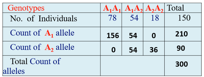 <p>Simply add the number of alleles in each genotype</p><ul><li><p>Ex: in the A1A1 genotype, there’s 78 individuals, so the count of the A1 allele in that genotype is 78 + 78 = 156</p></li></ul><p></p>