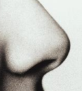 <p>un nez</p>