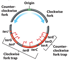 <p>There are as many as ____ terminator sequences (ter) on the E. coli chromosome.</p><p>-________ protein binds to ter and acts as a counter-helicase.</p>