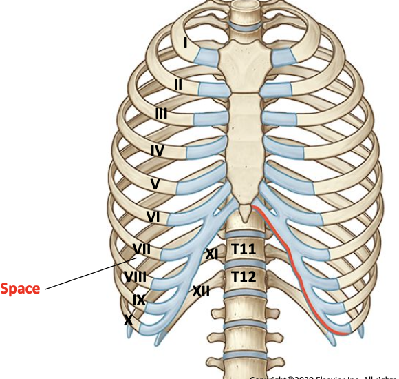 <p>Each rib is separated from its neighboring rib by an intercostal space<br>The intercostal spaces are named in relation to the rib aboce</p>