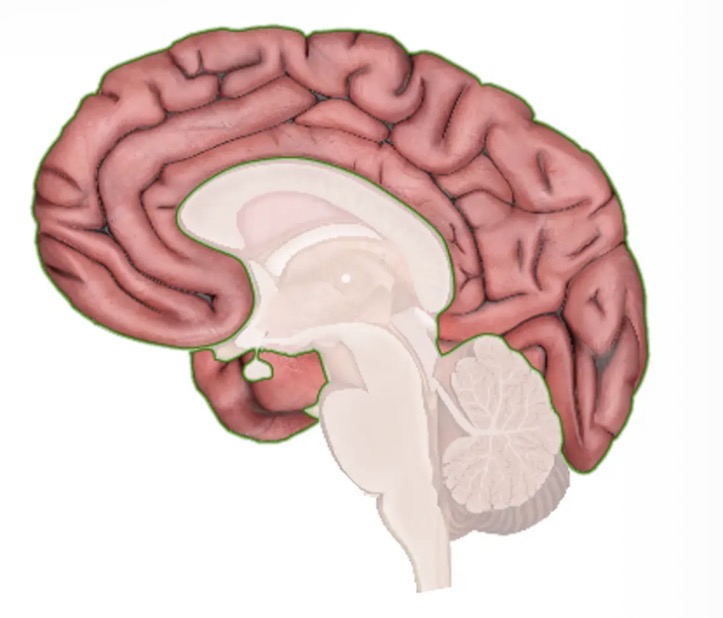 <ul><li><p>The paired cerebral hemispheres are collectively called the cerebrum.</p></li><li><p>Largest part of the brain. </p></li><li><p>It performs higher functions like interpreting touch, vision and hearing, as well as speech, reasoning, emotions, learning, and control of voluntary movement.</p></li></ul><p></p>