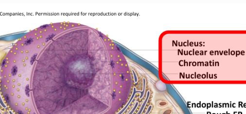 <p>name it → see it </p><p>the outer lining of the nucleus</p>
