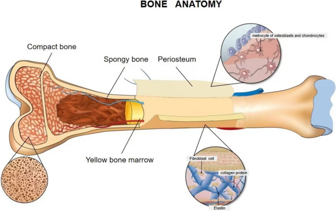 <p>Membrane that surrounds bone</p>