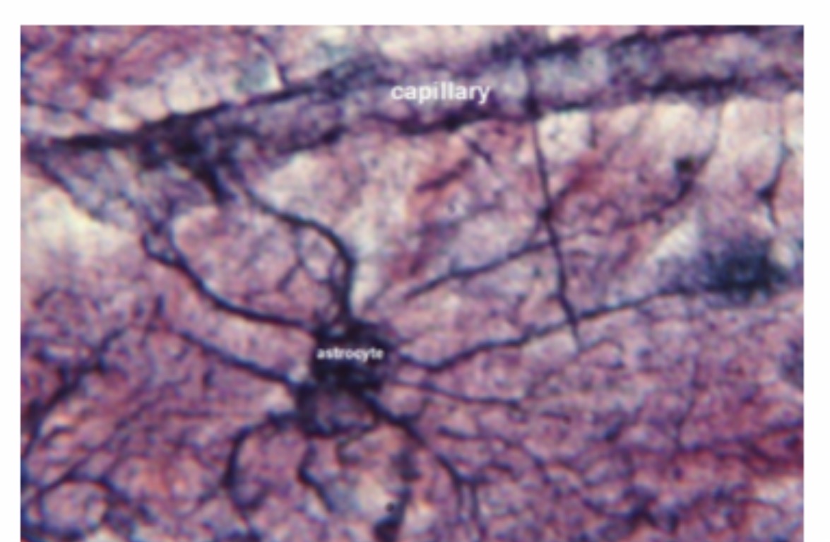 <p>Astrocyte: Function: <span>Support neurons, maintain the blood-brain barrier, regulate chemicals, and help repair the CNS.</span></p>