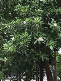 <p>Non-native but widely cultivated in the Philippines; conservation status: not endangered. Most easily identified by its profuse pale pink to whitish trumpet-shaped flowers that bloom in large synchronized flushes, often when the tree is nearly leafless, creating a striking seasonal canopy display.</p><p>A small to medium deciduous tree typically growing 6–15 meters tall with a rounded to open crown about 4–10 meters wide. Trunk is 0.2–0.6 meters in diameter with gray to light brown bark that becomes slightly rough with age. It develops a moderate taproot with spreading lateral roots. Branching begins above human height, forming an open, airy canopy. Leaves are palmately compound, usually with 5 leaflets, each 5–12 cm long, with smooth margins and pinnate venation. Flowers are trumpet-shaped, 5–8 cm wide, pale pink to white, borne in dense terminal clusters during dry season or leaf-shedding periods. Fruits are long, slender capsules containing numerous winged seeds dispersed by wind.</p><p>Widely used as a flowering ornamental and avenue tree in parks, roadsides, and large gardens due to its dramatic seasonal bloom. No significant toxicity reported. In landscape applications, it is best suited for open spaces where its flowering display can be emphasized; it requires full sun, adequate spacing, and seasonal litter tolerance, making it ideal as a specimen or boulevard accent tree rather than for confined urban planting.</p>