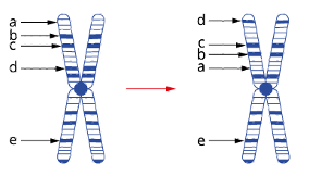 <p>Section of chromosome breaks off, rotates 180° and reattaches to same chromosome.<strong> </strong>The amount of DNA is unchanged; order of genes or DNA sequences is reversed. Can involve small sections of a chromosome or several genes. May disrupt gene function if the break occurs within an important gene/regulatory region.</p>