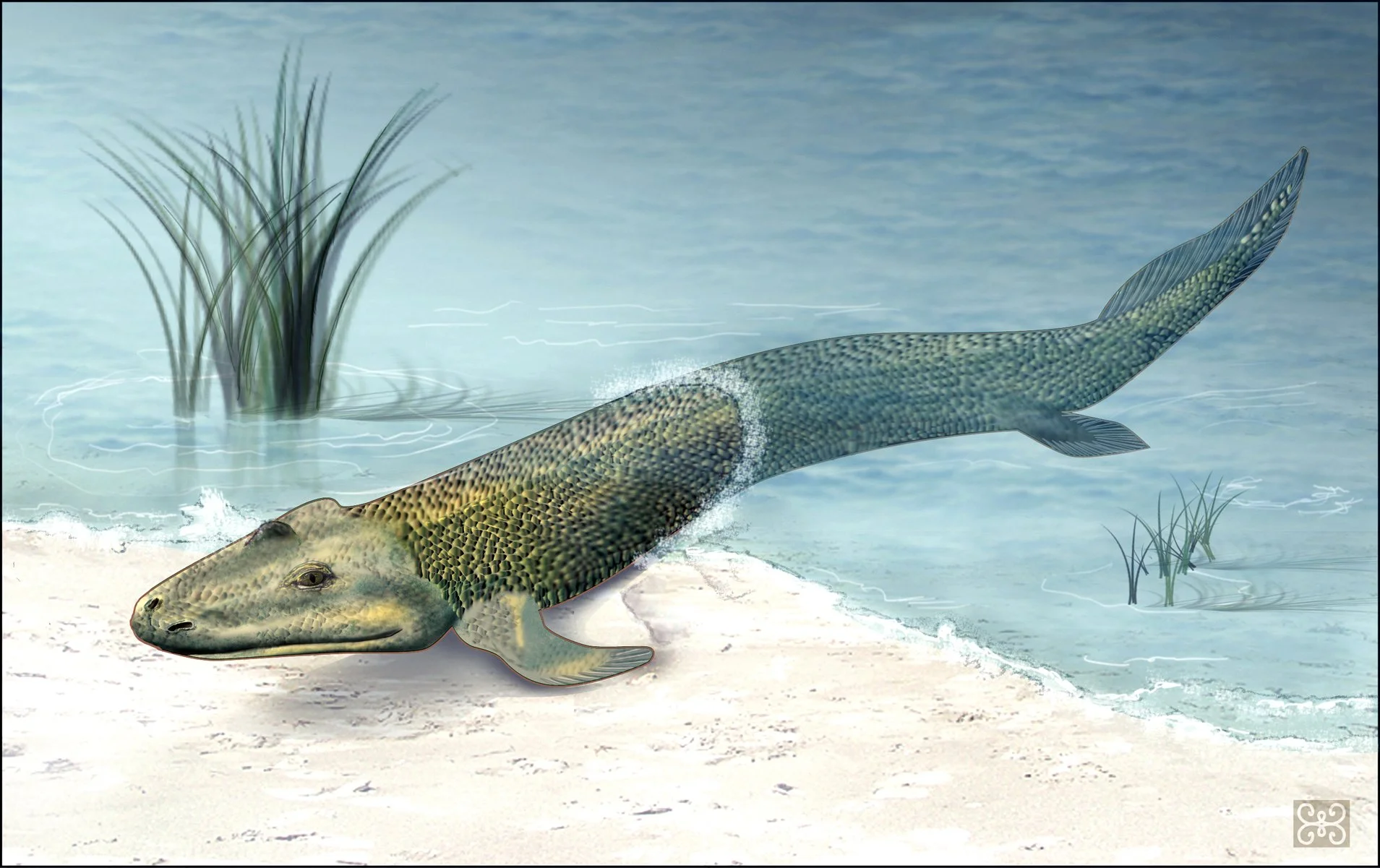 <p>What is the Infraclass of Tetrapods?</p>
