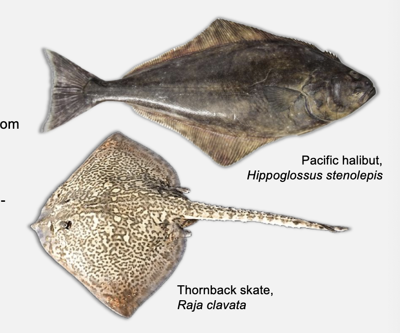 <ul><li><p class="Paragraph SCXO146335951 BCX4" style="text-align: left;"><span style="background-color: inherit; line-height: 19.55px; color: windowtext;">Flattened body plan</span><span style="line-height: 19.55px; color: windowtext;">&nbsp;</span></p><ul><li><p class="Paragraph SCXO146335951 BCX4" style="text-align: left;"><span style="background-color: inherit; line-height: 19.55px; color: windowtext;">Typical of a bottom dwelling fish</span><span style="line-height: 19.55px; color: windowtext;">&nbsp;</span></p></li></ul></li><li><p class="Paragraph SCXO146335951 BCX4" style="text-align: left;"><span style="background-color: inherit; line-height: 19.55px; color: windowtext;">Eyes on top of head</span><span style="line-height: 19.55px; color: windowtext;">&nbsp;</span></p><ul><li><p class="Paragraph SCXO146335951 BCX4" style="text-align: left;"><span style="background-color: inherit; line-height: 19.55px; color: windowtext;">Typical of bottom dwellers</span><span style="line-height: 19.55px; color: windowtext;">&nbsp;</span></p></li></ul></li><li><p class="Paragraph SCXO146335951 BCX4" style="text-align: left;"><span style="background-color: inherit; line-height: 19.55px; color: windowtext;">Benthic adaptation</span><span style="line-height: 19.55px; color: windowtext;">&nbsp;</span></p><ul><li><p class="Paragraph SCXO146335951 BCX4" style="text-align: left;"><span style="background-color: inherit; line-height: 19.55px; color: windowtext;">Ancestors were bottom feeders and muck-dwellers</span><span style="line-height: 19.55px; color: windowtext;">&nbsp;</span></p></li></ul></li></ul><p></p>