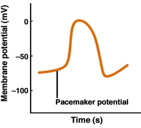 <ul><li><p>Low resting membrane potential (-60 to -70 mV)</p></li><li><p>Na+ leaking in through F-type channels and calcium ions moving in through the T-type channels causes to depolarisation</p></li><li><p>Rapid opening of voltage gated calcium L type channels leads to rapid depolarisation</p></li><li><p>Reopening of potassium channels and closing of calcium channels leads to repolarisation</p></li></ul><p></p>
