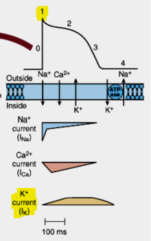 <p>What happens during Phase 1?</p>