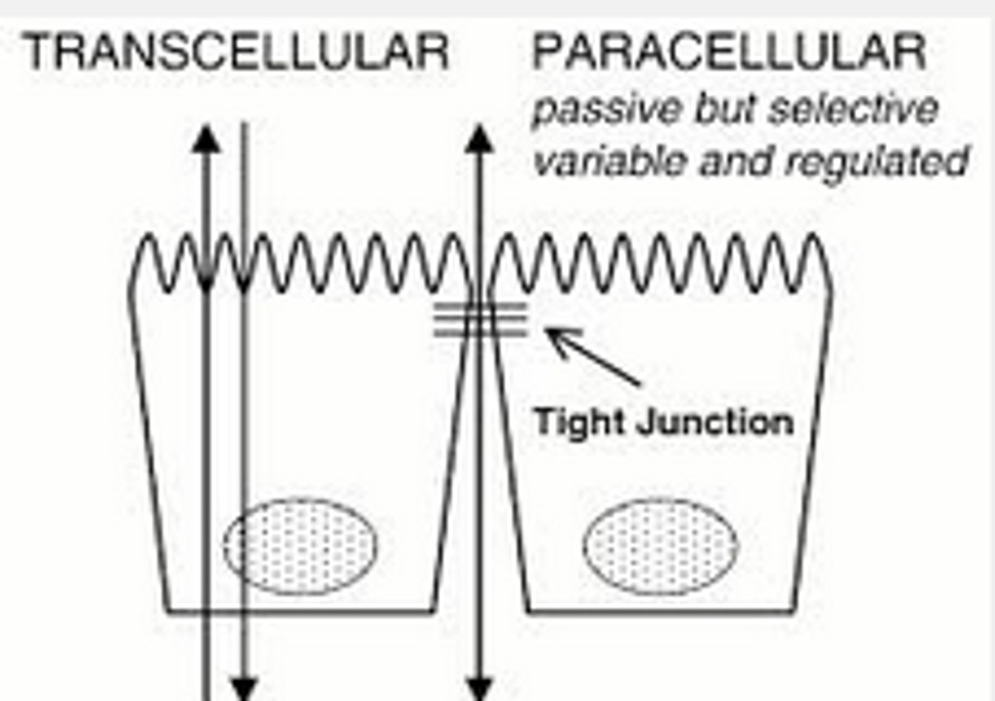 <p>transcellular:</p><p>- goes through cell</p><p>- only way to pass BBB</p><p>paracellular:</p><p>- goes btwn cells</p><p>- non existent in brain</p>