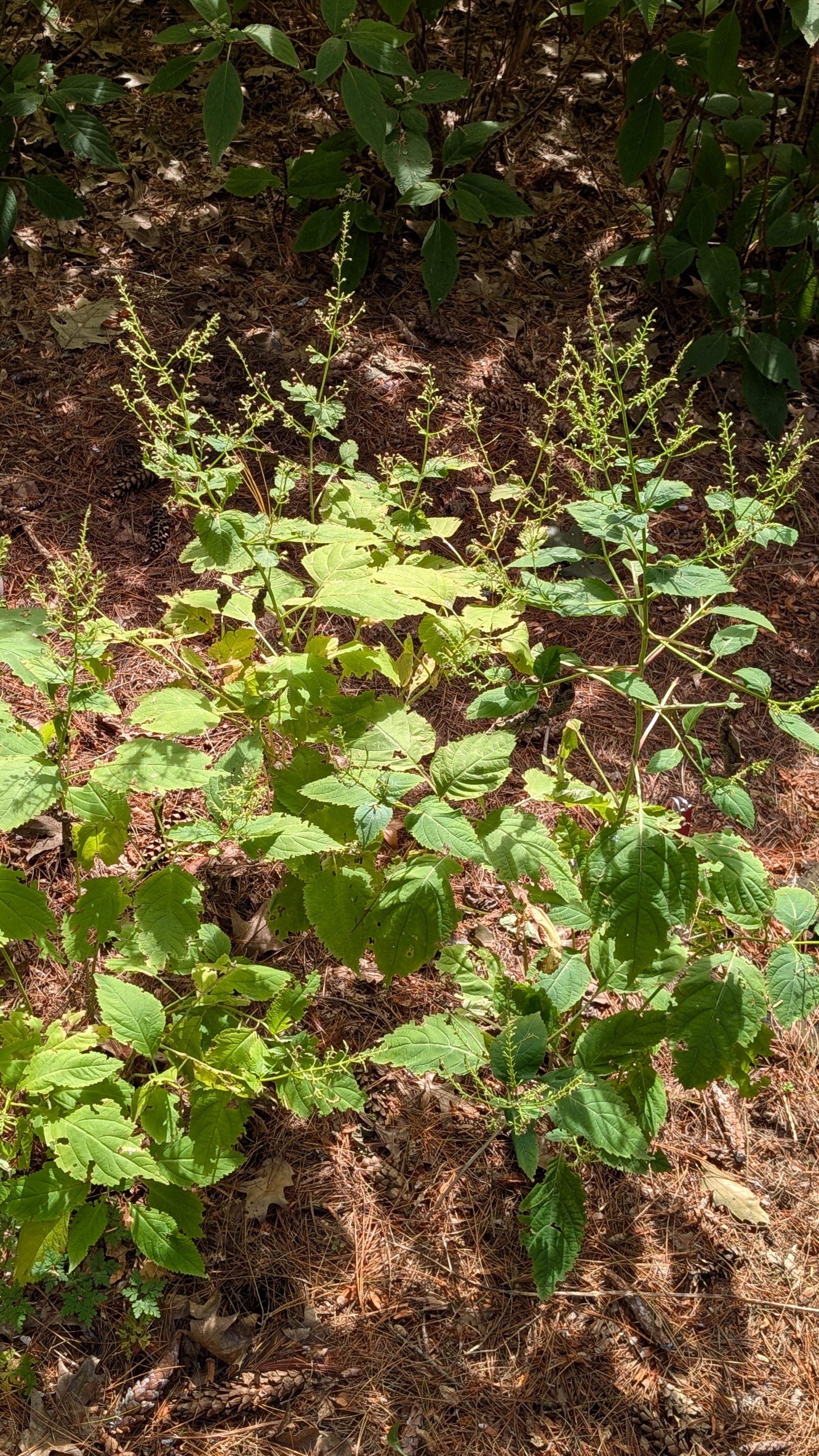 <p>Distinct Smell, slightly square stem</p>