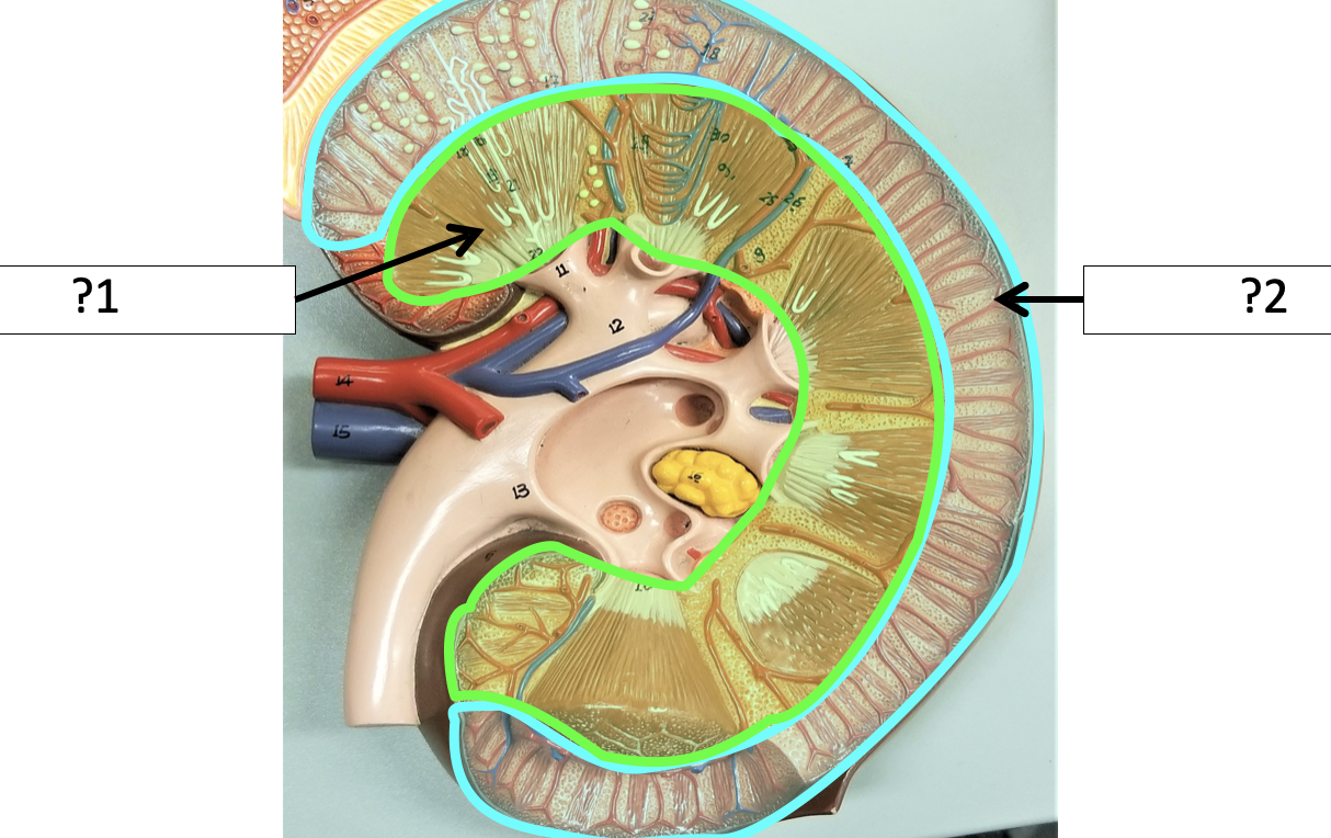 <p>1 Name the layer?</p>