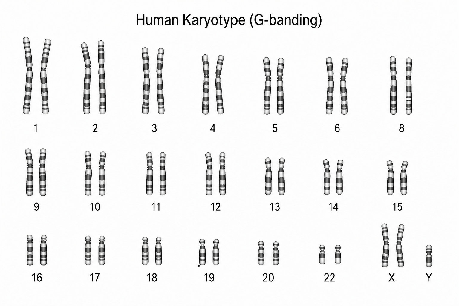 <p>shown is an illustration of the karyotype of a normal individual. circle the approximate location of the position on the appropriate chromosome: 8q21</p>