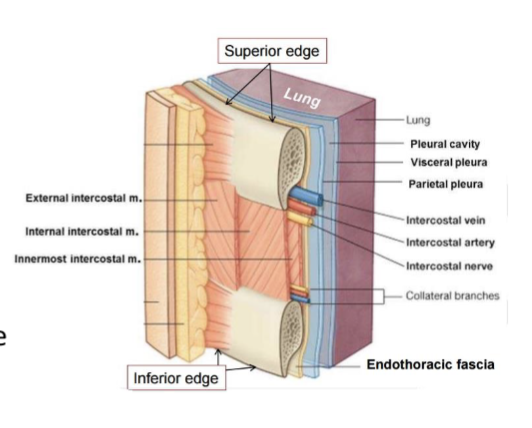 <p><span style="background-color: transparent;">Identify the individual components of the intercostal spaces and understand their positions relative to each other</span></p>