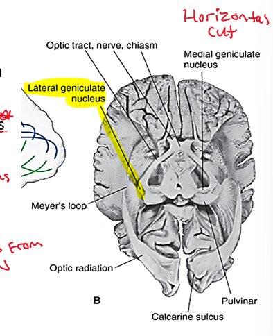 <p>LGN (lateral geniculate nucleus) of thalamus</p><ul><li><p>Superior colliculus and suprachiasmatic nucleus</p></li></ul><p></p>